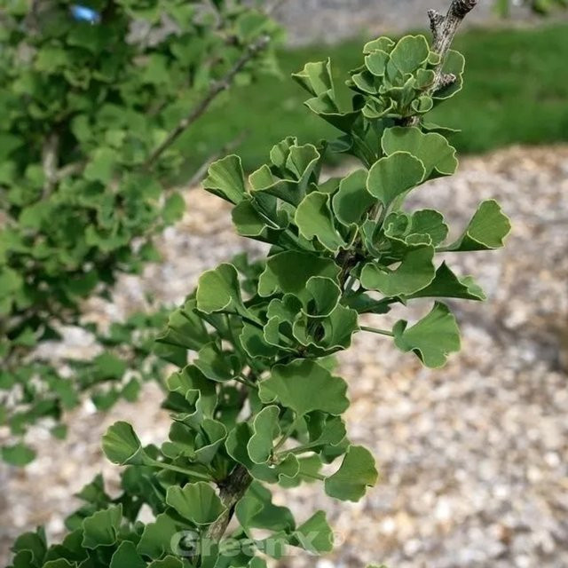 Ginkgo biloba Zwerg Ginkgo Baldi Hochstamm von Nr-01.de, grün, 40-60 cm - Bild 1