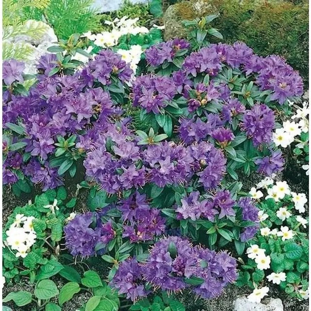 Zwerg Rhododendron Gristede Rhododendron impeditum Alpenrose von Nr-01.de - Bild 1