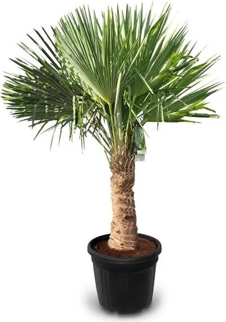 Sunny-Tree Trachycarpus Fortunei Chinesische Fächerpalme, Höhe: 160 cm, Stammhöhe: 40 bis 50 cm, winterhart bis -18°C - Bild 1
