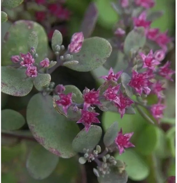 Sedum cauticola Pflaumen Fetthenne Lidakense als mehrjährige Bodendecker-Pflanze für den Garten - Bild 1