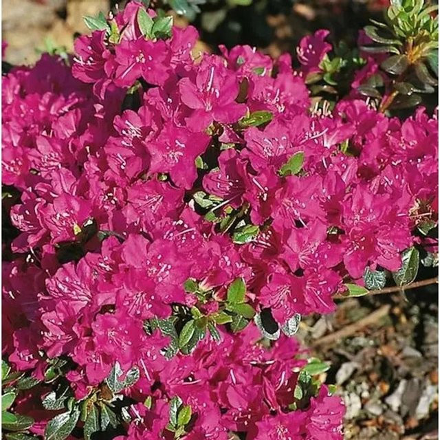 Japanische Azalee Purpurtraum Rhododendron obtusum in lila, Topfpflanze von Nr-01.de - Bild 1