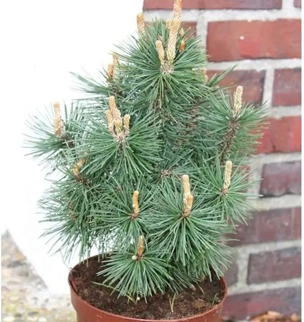 Kegel Bergkiefer Columbo Pinus mugo von Die Nr-01.de in Grün, Höhe: 30-40 cm - Bild 1
