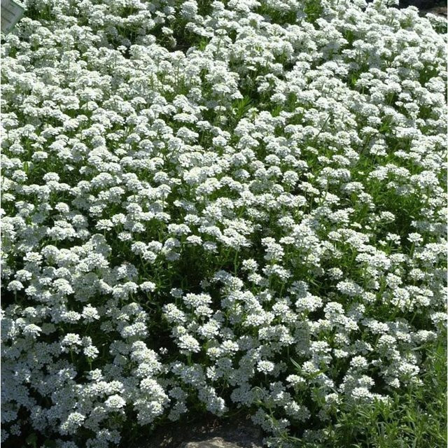 Schleifenblume Iberis sempervirens als weißer Bodendecker für Steingärten und Beete - Bild 1