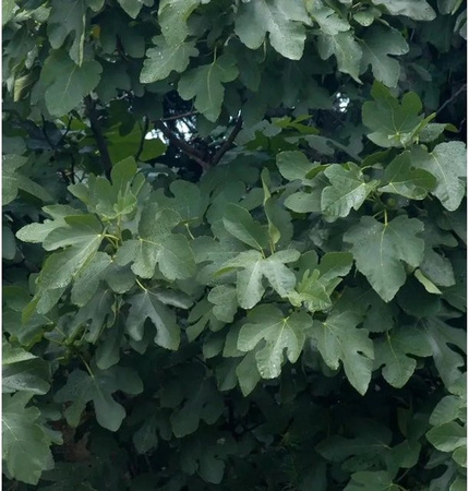 Schweizer Feige Ficus helvetica als Hochstamm Kübelpflanze, Höhe: 100-125 cm