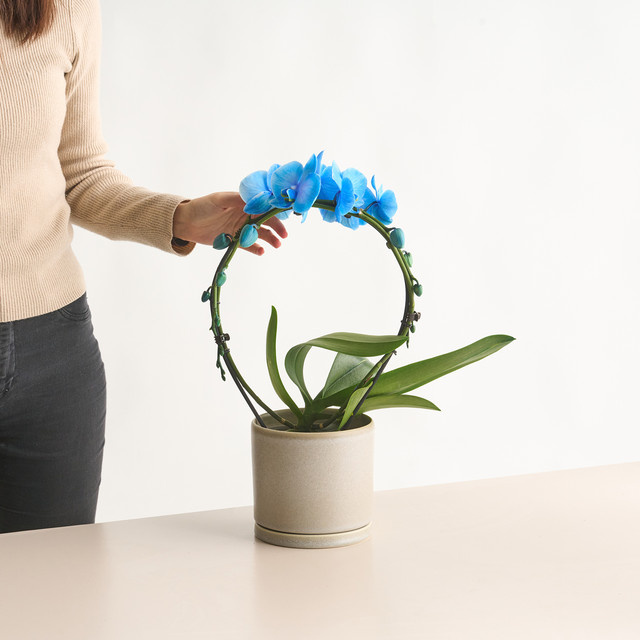 Phalaenopsis I am Blue Orchidee in Bogenform von BLUME2000, Blau, Höhe: 40,0 cm, Breite: 25,0 cm - Bild 1