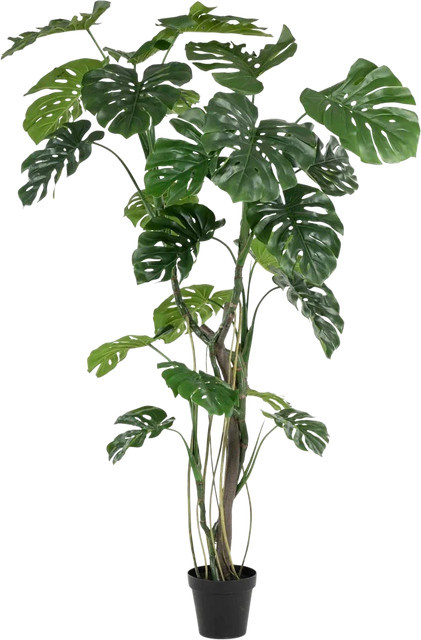 Künstliche Monstera Pflanze Mogli von Aplanta, Höhe: 200 cm, Grün - Bild 1