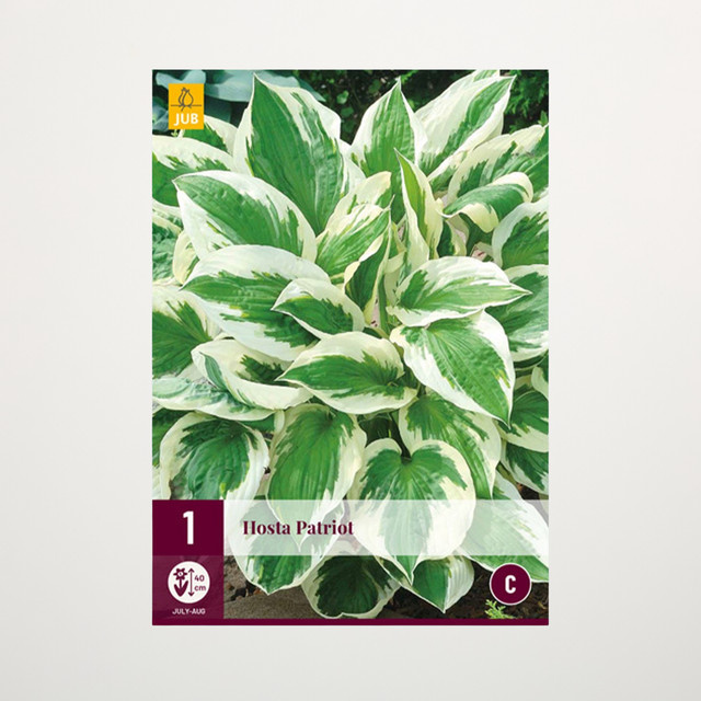 Hosta Patriot Funkienpflanze als Wurzel für den Garten im Halbschatten von BLUME2000 - Bild 1