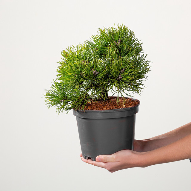 Hakenkiefer Pinus uncinata Grüne Welle von BLUME2000 für Garten, Kübel und Balkon - Bild 1