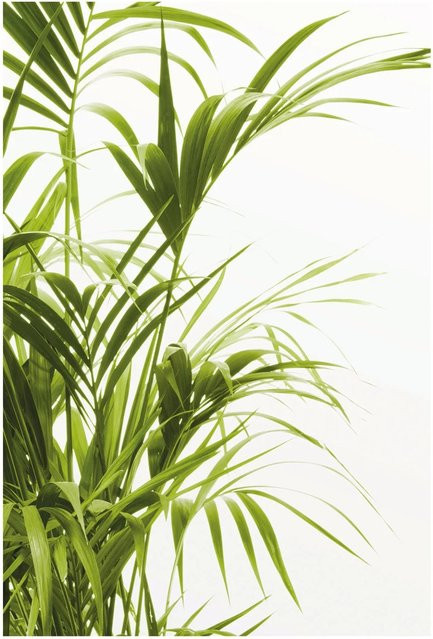 Komar Wandbild Reed Leaves Green B: 50 cm, H: 70 cm - Bild 1
