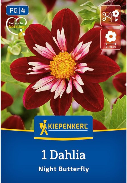 Kiepenkerl Dahlie Halskrausen Night Butterfly rote Zwiebel 1 Stück - Bild 1