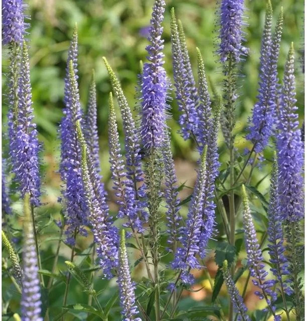 Veronica longifolia Blauer Ehrenpreis als Gartenpflanze im Topf - Bild 1