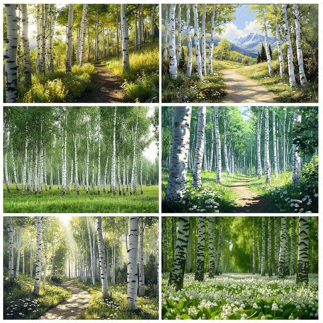 Sunny Trail Fotohintergrund Birke Baum Wald Naturlandschaft - Bild 1