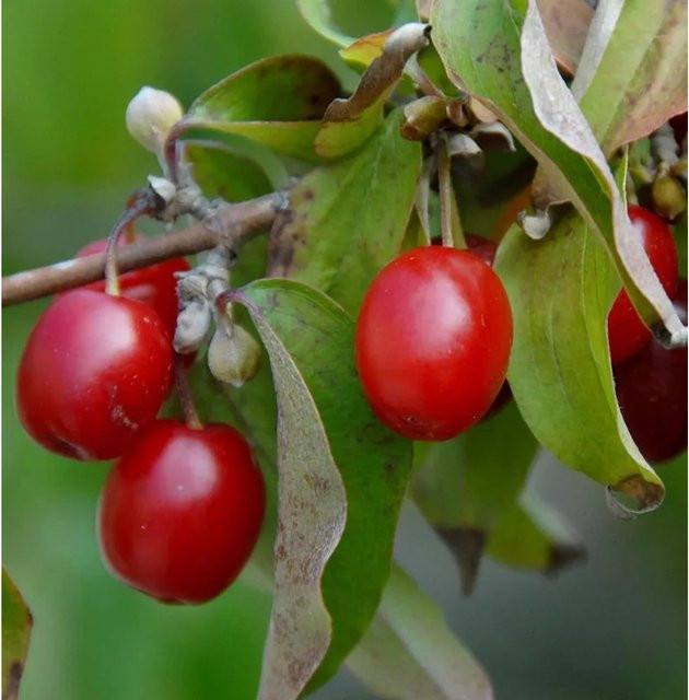 Kornelkirsche Kasanlaker Cornus mas Strauch mit Früchten, Höhe: 80-100 cm - Bild 1
