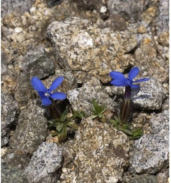 Gentiana angulosa Frühlings-Enzian blaue Zierstaude von Nr-01.de - Bild 1