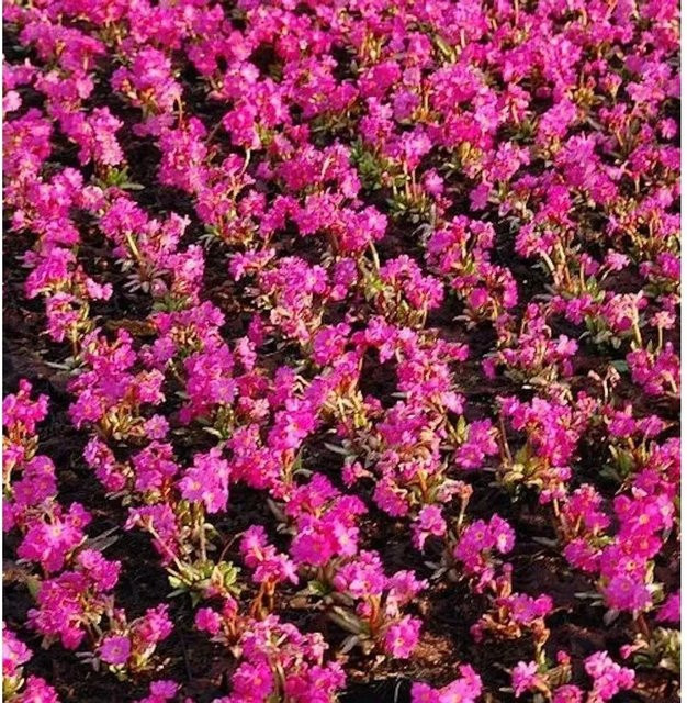 Rosen Primel Gigas Primula rosea Zierpflanze in Pink - Bild 1