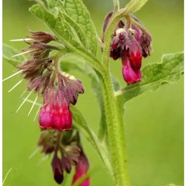 Rote Garten Beinwell Symphytum rubrum als mehrjährige Pflanze für den Außenbereich - Bild 1