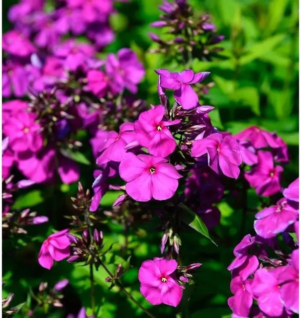 Phlox Paniculata Hohe Flammenblume Düsterlohe Beetpflanze und Schnittblume von Nr-01.de - Bild 1