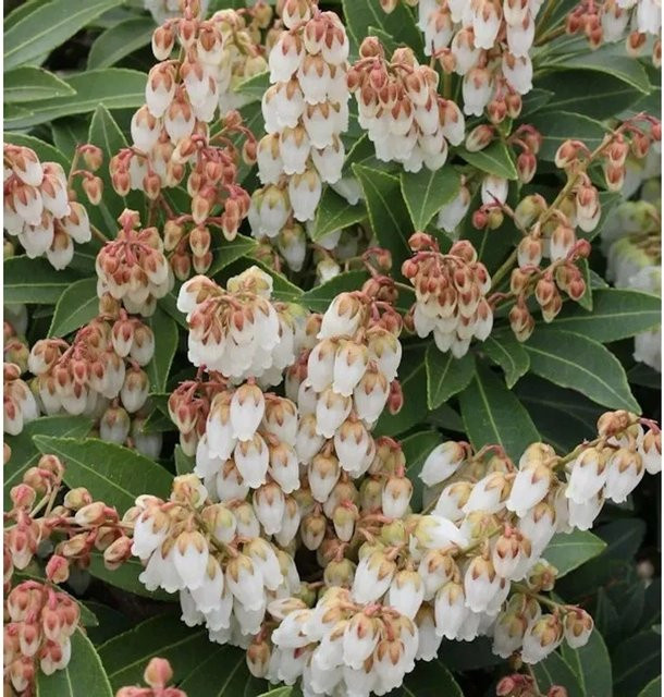 Pieris japonica Lavendelheide Forest Flame Schattenglöckchen, Höhe: 25-30 cm - Bild 1