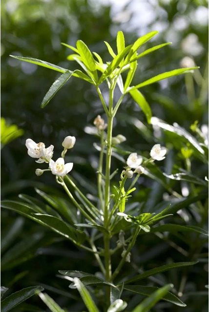 Choisya ternata White Dazzler Orangenblume Weiß 40–60 cm - Bild 1
