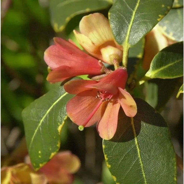Rhododendron cinnabarinum Wildarten Trewithen Orange, Strauch für den Garten, Höhe: 40-50 cm - Bild 1