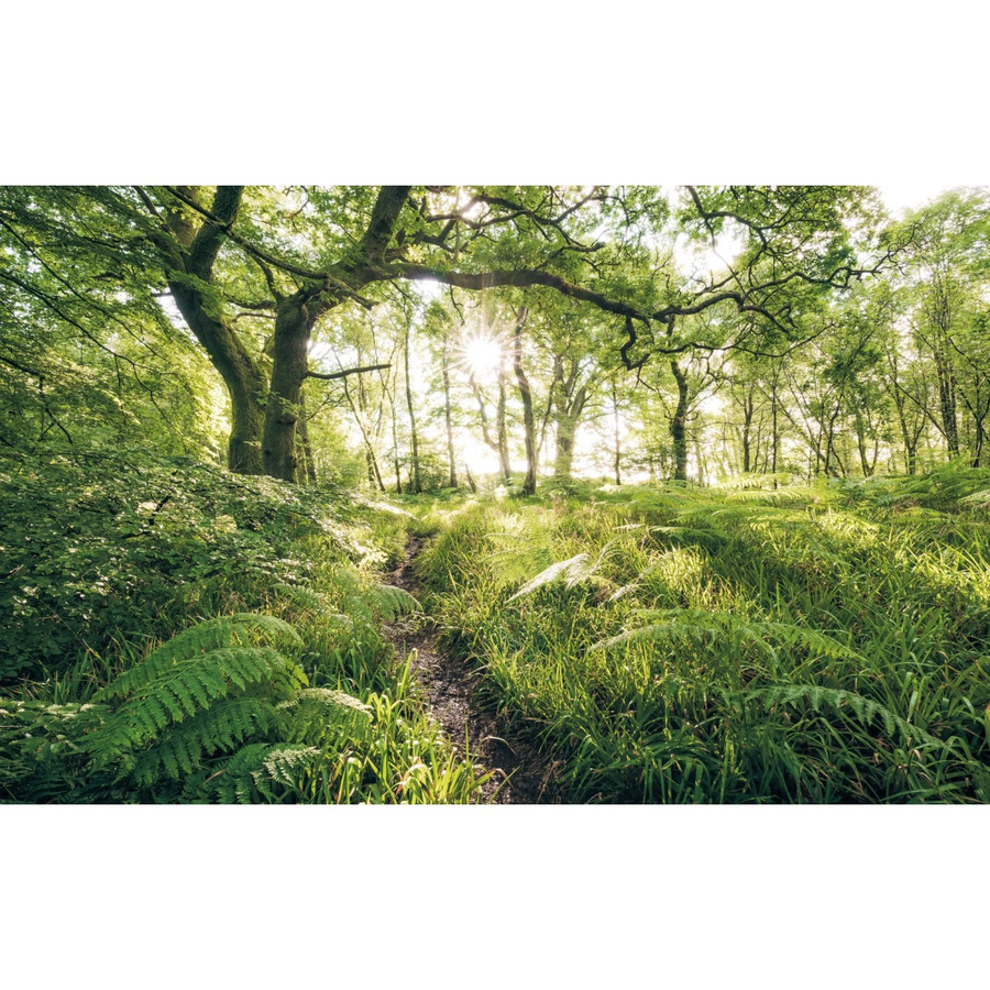 Komar Fototapete Vlies Mystic Path B: 400 cm, H: 250 cm - Bild 2