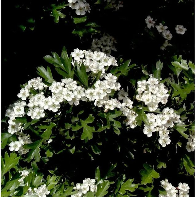 Crataegus monogyna Weißdorn Kugel Zwerg für den Garten in Weiß und Rot, Höhe: 25-30 cm - Bild 1
