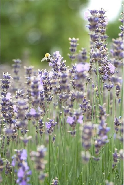 Echter Lavendel Lavandula Angustifolia Munstead in 3-5 Liter Container von Pflanzen für dich - Bild 1