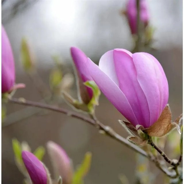 Magnolia Sentinel Säulenstrauch in den Farben Weiß, Rosa und Lila, Höhe: 100-125 cm - Bild 1