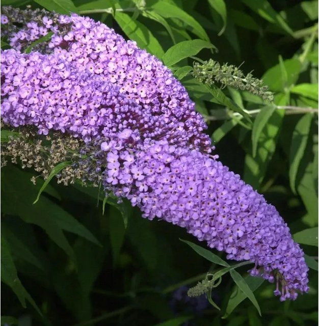 Buddleja Zwerg Hänge Sommerflieder Sweetheart in Lila für deinen Garten - Bild 1