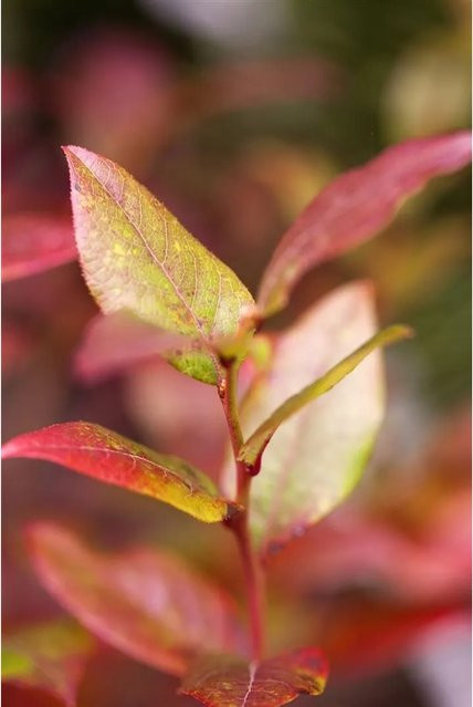 Ertragreiche Bluecrop Heidelbeere Vaccinium Corymbosum als Beerenstrauch für deinen Garten, Höhe: 80–100 cm - Bild 1
