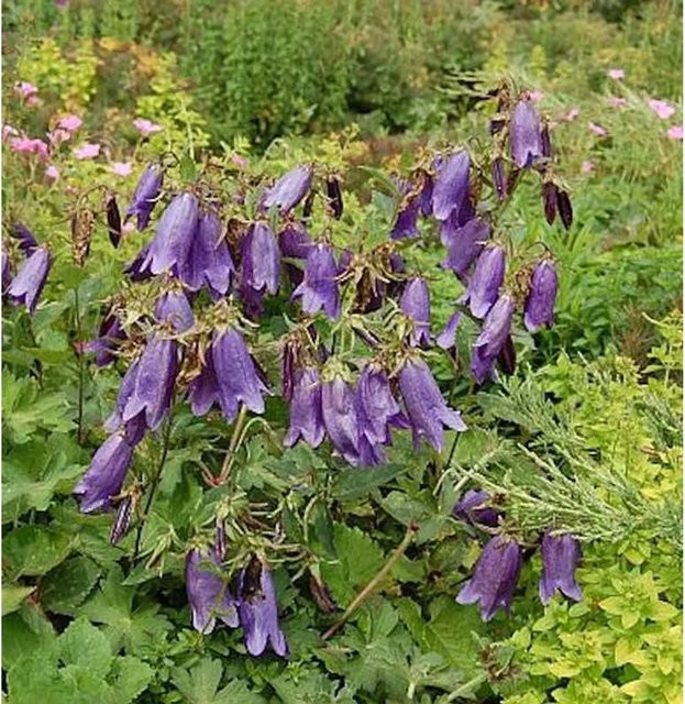 Punktierte Glockenblume Sarastro Campanula punctata in Lila für den Garten - Bild 1