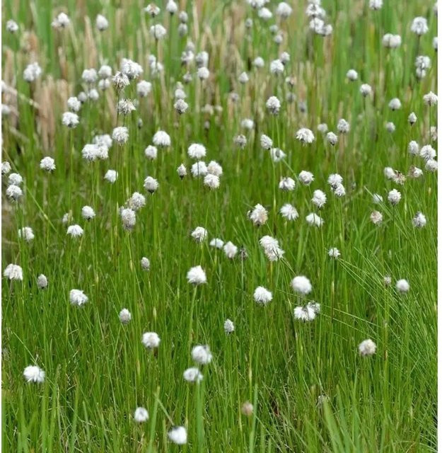 Sibirisches Wollgras Eriophorum russeolum von Nr-01.de als mehrjährige Sumpfpflanze im Topf - Bild 1