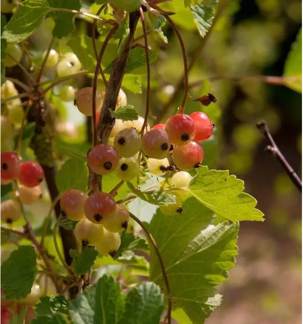 Rote Johannisbeere Ribes rubrum Strauch von Nr-01.de, Höhe: 30-40 cm - Bild 1