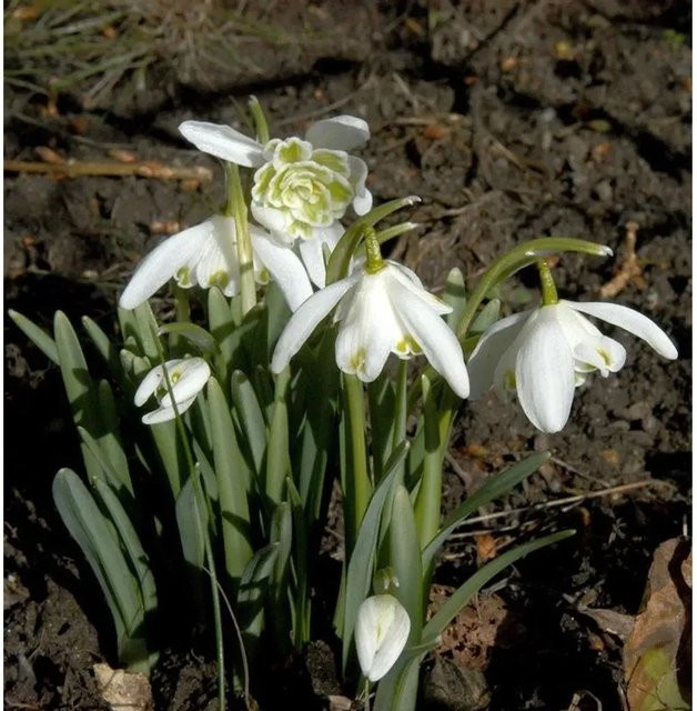 Schneeglöckchen Galanthus nivalis Flore Pleno weiß als Bodendecker und Schnittpflanze - Bild 1
