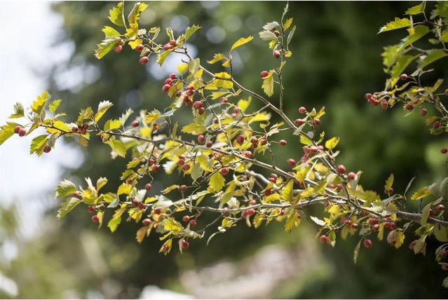 Crataegus monogyna Einzelfruchtige Weißdorn Pflanze von Pflanzen für dich, Höhe: 60-100 cm - Bild 1