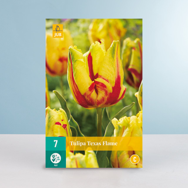 Papageien-Tulpe Texas Flame von BLUME2000 mit 7 Zwiebeln für Beet, Kübel, Balkon oder Terrasse - Bild 1