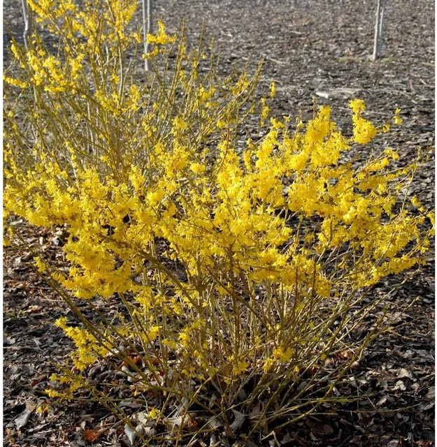 Forsythia Melee dOr Gelbe Heckenpflanze 30-40 cm - Bild 1