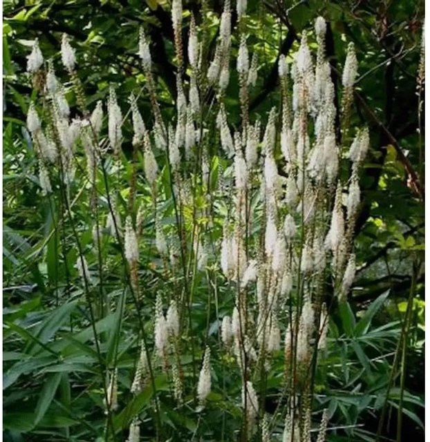 Frau Herms Silberkerze Actaea simplex als mehrjährige Pflanze in Weiß/Silber - Bild 1