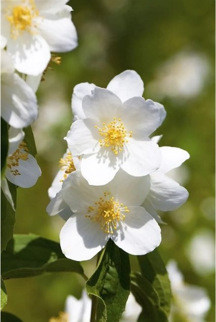 Philadelphus Erectus Pfeifenstrauch Weiß, Höhe: 100–125 cm - Bild 1