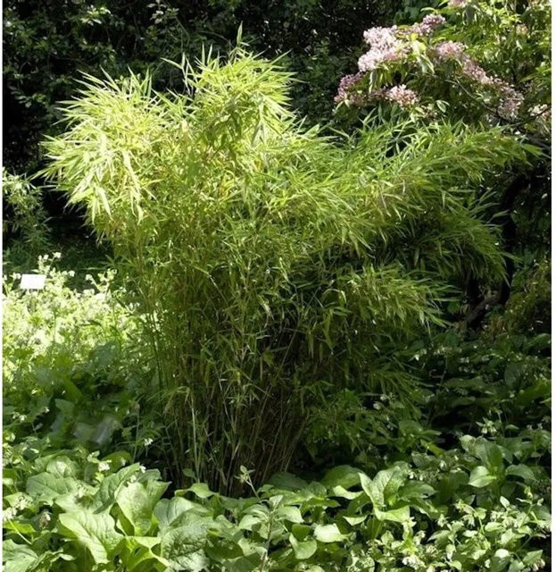 Fargesia murielae Gartenbambus Jumbo als grüne Heckenpflanze oder Kübelpflanze, Höhe: 80-100 cm - Bild 1