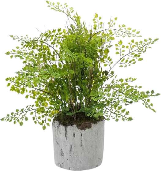 Künstlicher Pfauenrad-Farn Euphelia von Aplanta, grün, Höhe: 30 cm - Bild 1
