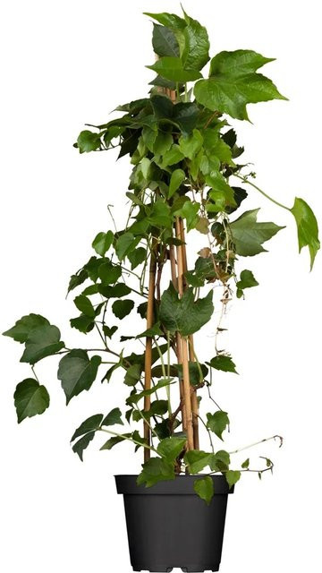 GROW by OBI Jungfernrebe Parthenocissus tricuspidata veitchii Kletterpflanze, Topf-Ø: 17 cm - Bild 1