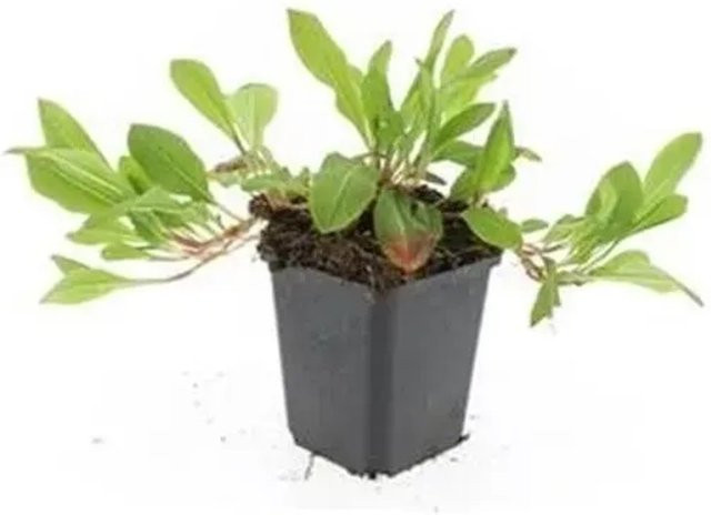 Exotenherz Schneckenknöterich Persicaria Set mit 60 Pflanzen im 9cm Topf, Bodendecker in Rot und Pink - Bild 1