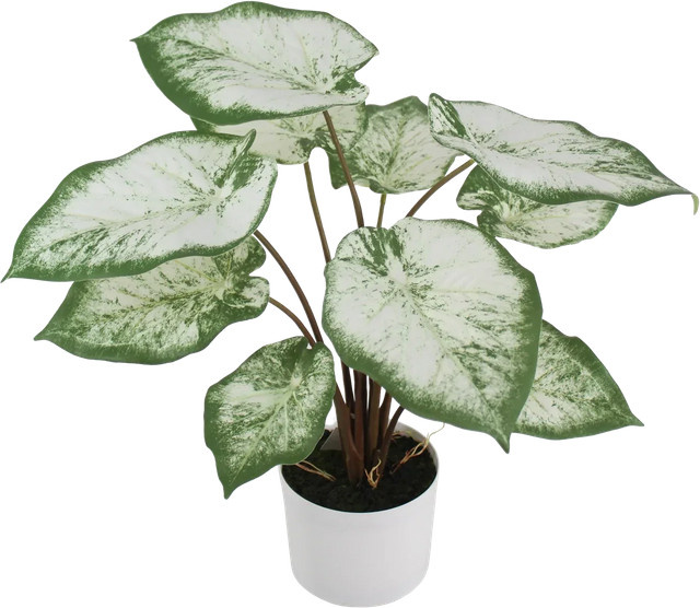Künstliche Caladium Noelia von Aplanta, grüne Pflanze in Topf, Höhe: 55 cm - Bild 1