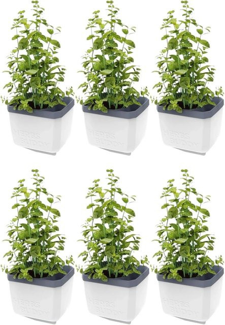 Gusta Garden Herbs Buddy Selbstbewässerungstopf Weiß 6er Set - Bild 1