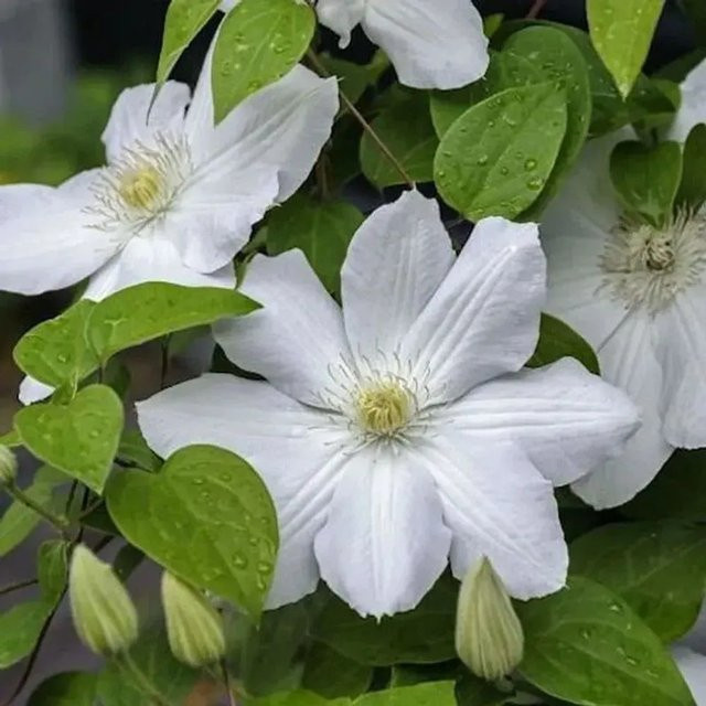 Clematis Madame Le Coultre Waldrebe in Weiß als Kletterpflanze für deinen Garten - Bild 1