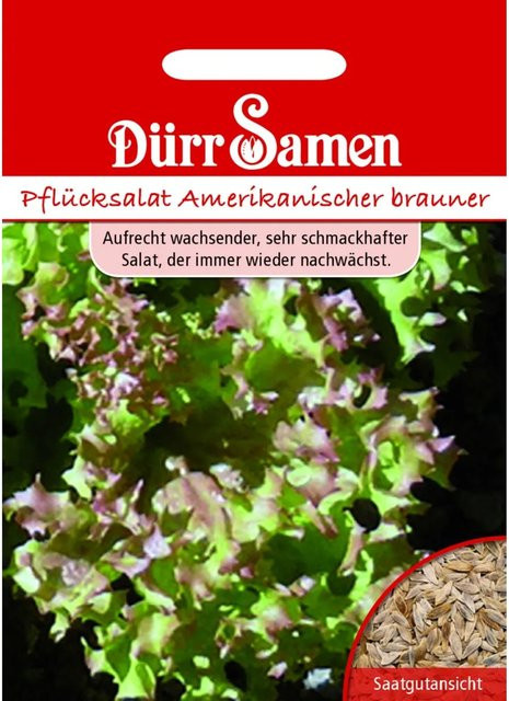 Dürr Amerikanischer Brauner Pflücksalat Saatgut 1 g - Bild 1