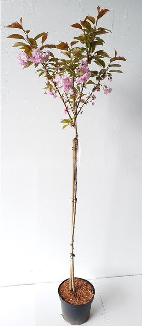 Pflanzen-Boering Japanische Nelkenkirsche Prunus Kanzan Zierkirsche als Stämmchen in Pink, Höhe: 180-190 cm, Stammhöhe: 125 cm - Bild 1