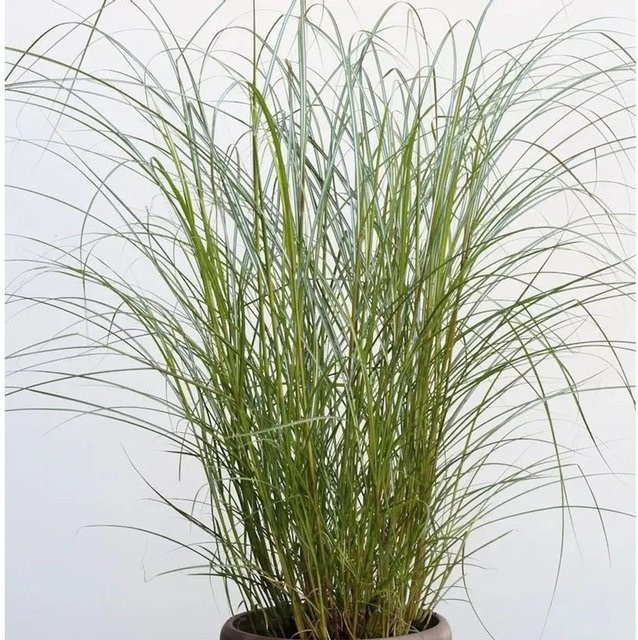 Chinaschilf Red Chief Miscanthus sinensis rote Zierpflanze für den Garten - Bild 1