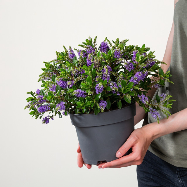 Hebe Andersonii Strauchveronika von BLUME2000 für Balkon und Blumenkübel - Bild 1